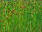 Preview: Typha laxmannii Laxmanns Rohrkolben